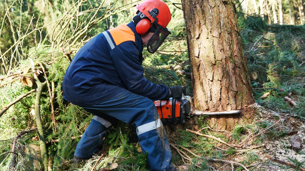 New Jersey Man Accused of Cutting Down Neighbor's Trees: Dispute Takes Internet by Storm