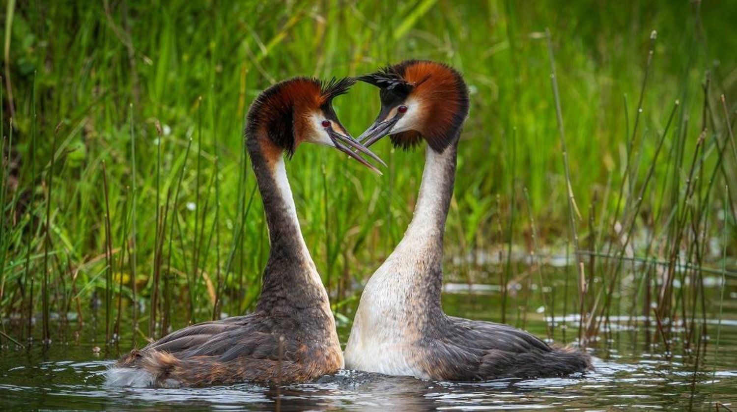 Feathers Fly as Puking Bird Triumphs in New Zealand's Wildest Bird Showdown! 
 