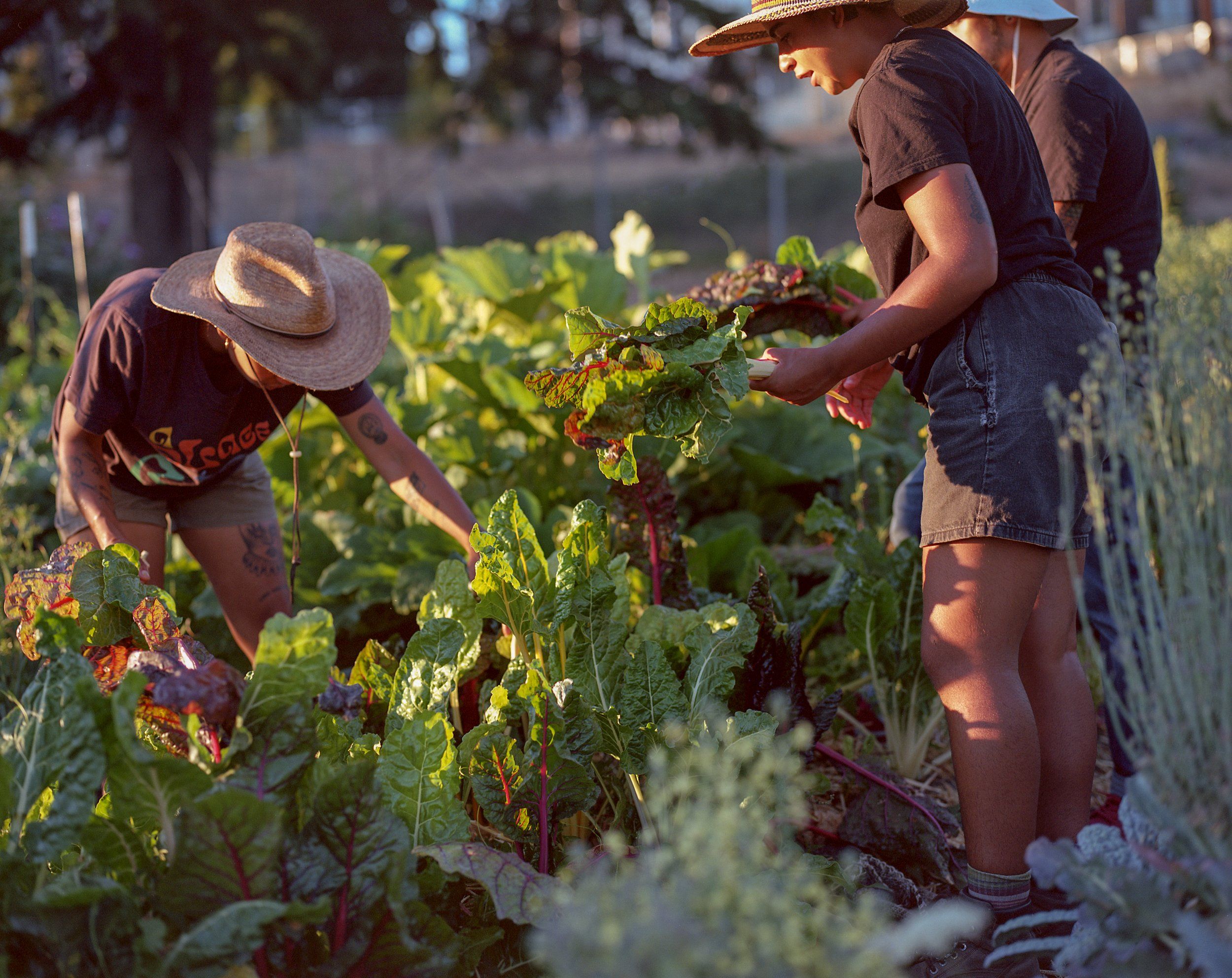 Farm-Fresh Revolution: The Rise of Sustainable Eating Habits!"
