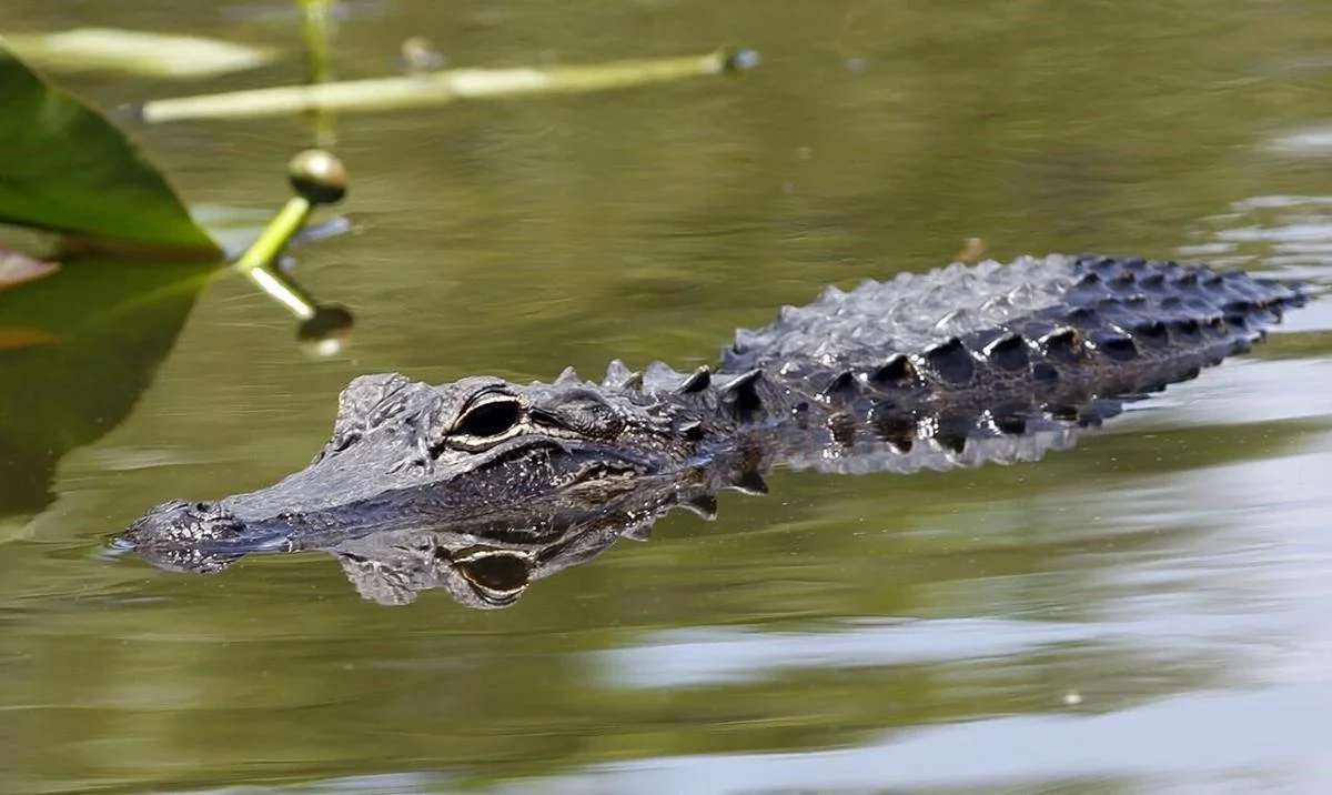 Florida Man Games Hosting Insane Competitions for Beer-Loving, Gator-possessing, Mulled-wearing Social Phenomenon