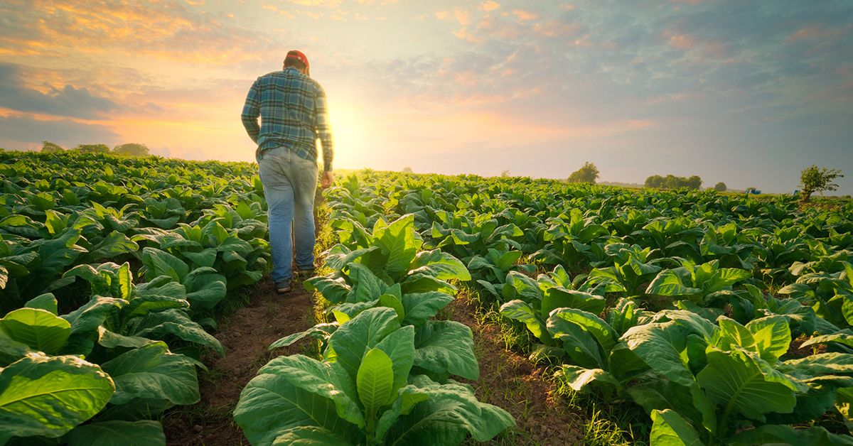 The Farming Frontier: How Sustainability and Tech Are Crafting the Next Food Wave!"