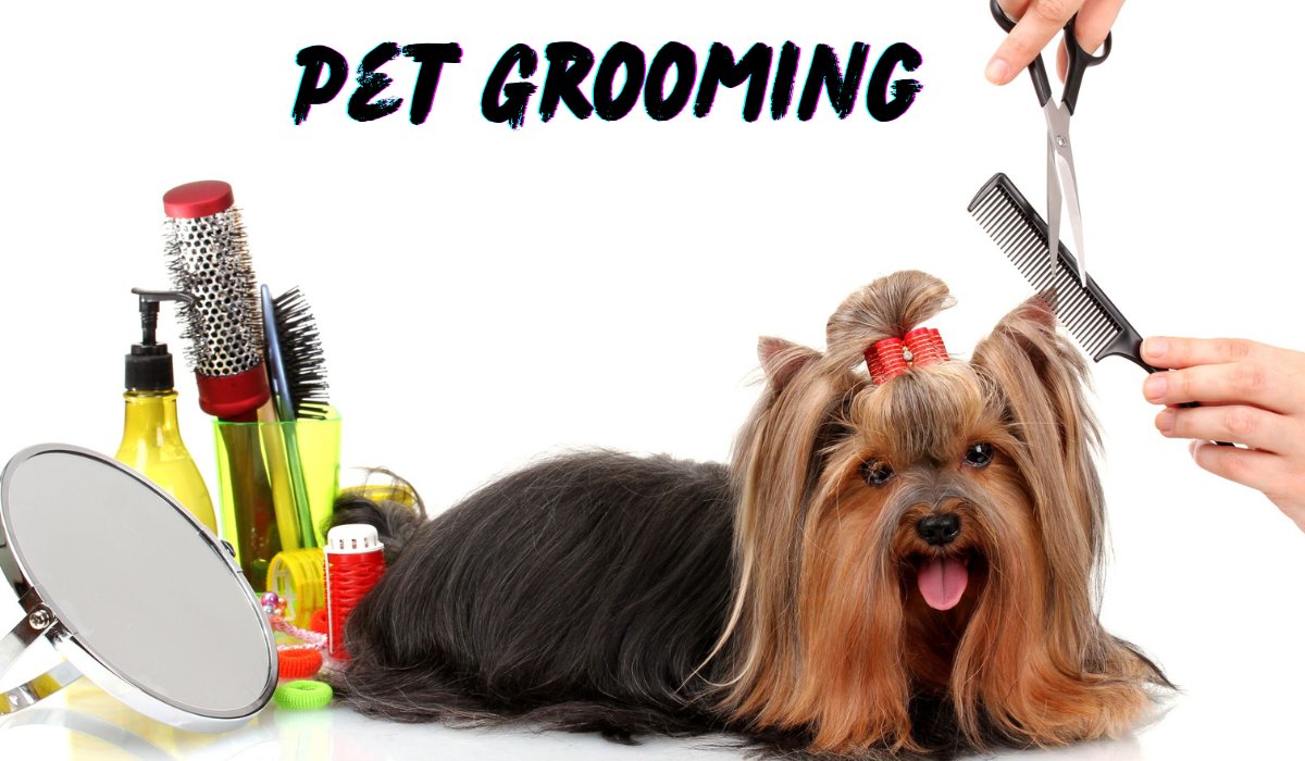 Pet Grooming Basics: How to Keep Your Dog Looking and Feeling Great