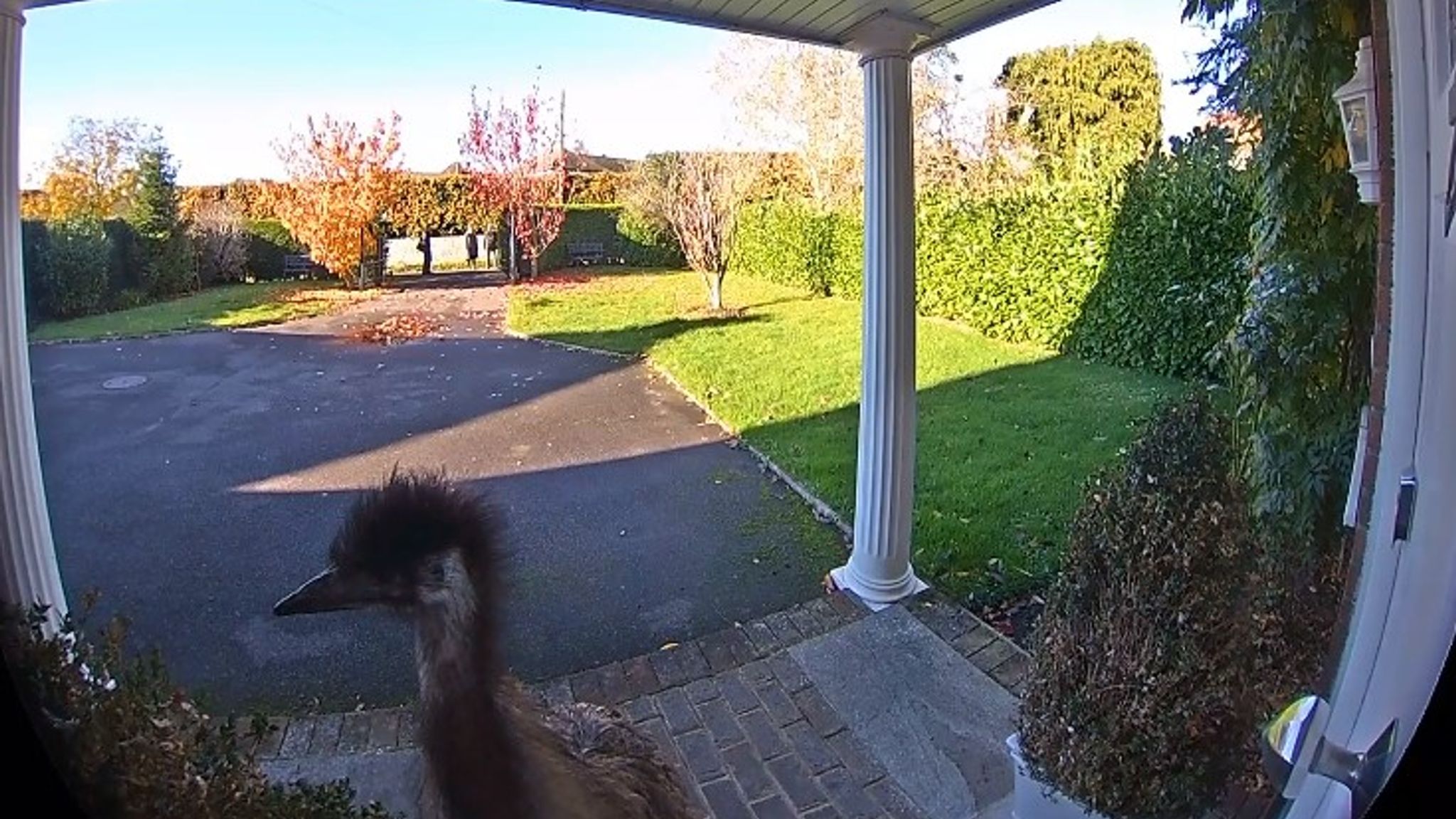 Watch Emu on the Run! Rodney's Wild Adventure in Kent Captured on Doorbell Cam!