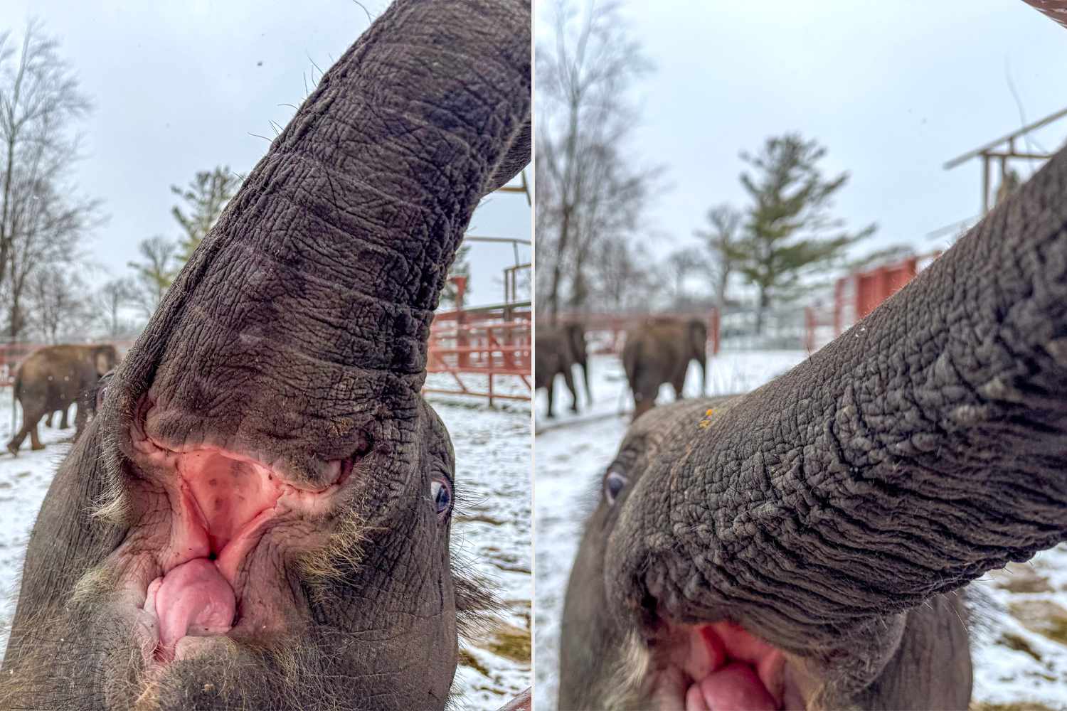 Elephant Captured Taking Adorable Selfies at the Zoo: Meet Yaad, the Selfie Prodigy
 