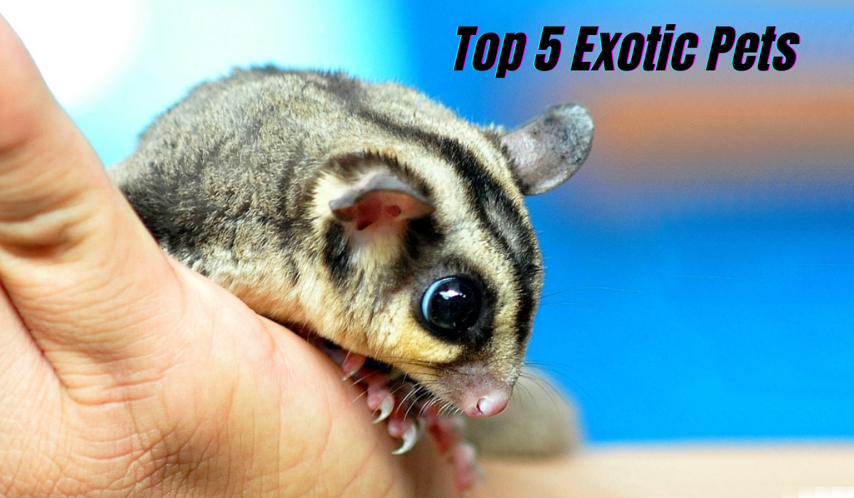 Top 5 Exotic Pets and How to Care for Them 