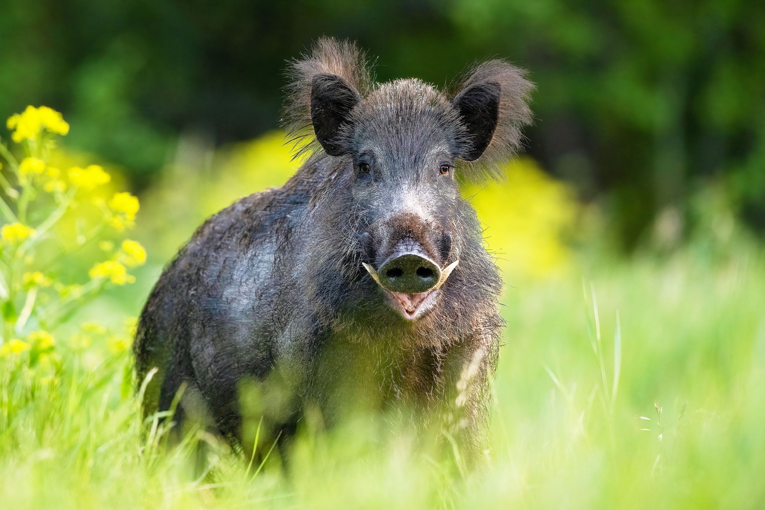 Concerns Grow as "Super Pigs" Pose Invasion Threat to US States
