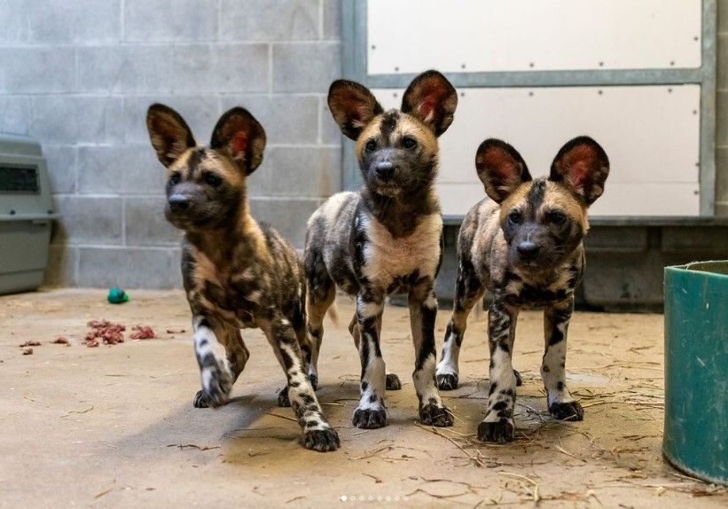 A Golden Retriever Steps into Nursed Abandoned African Painted Dog Pups at Indiana Zoo
