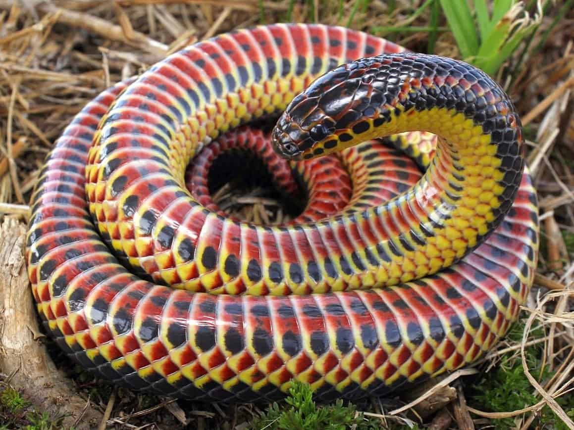 Nature's Masterpiece: Stunning Rainbow Snakes Unearthed in the Heart of the Amazon