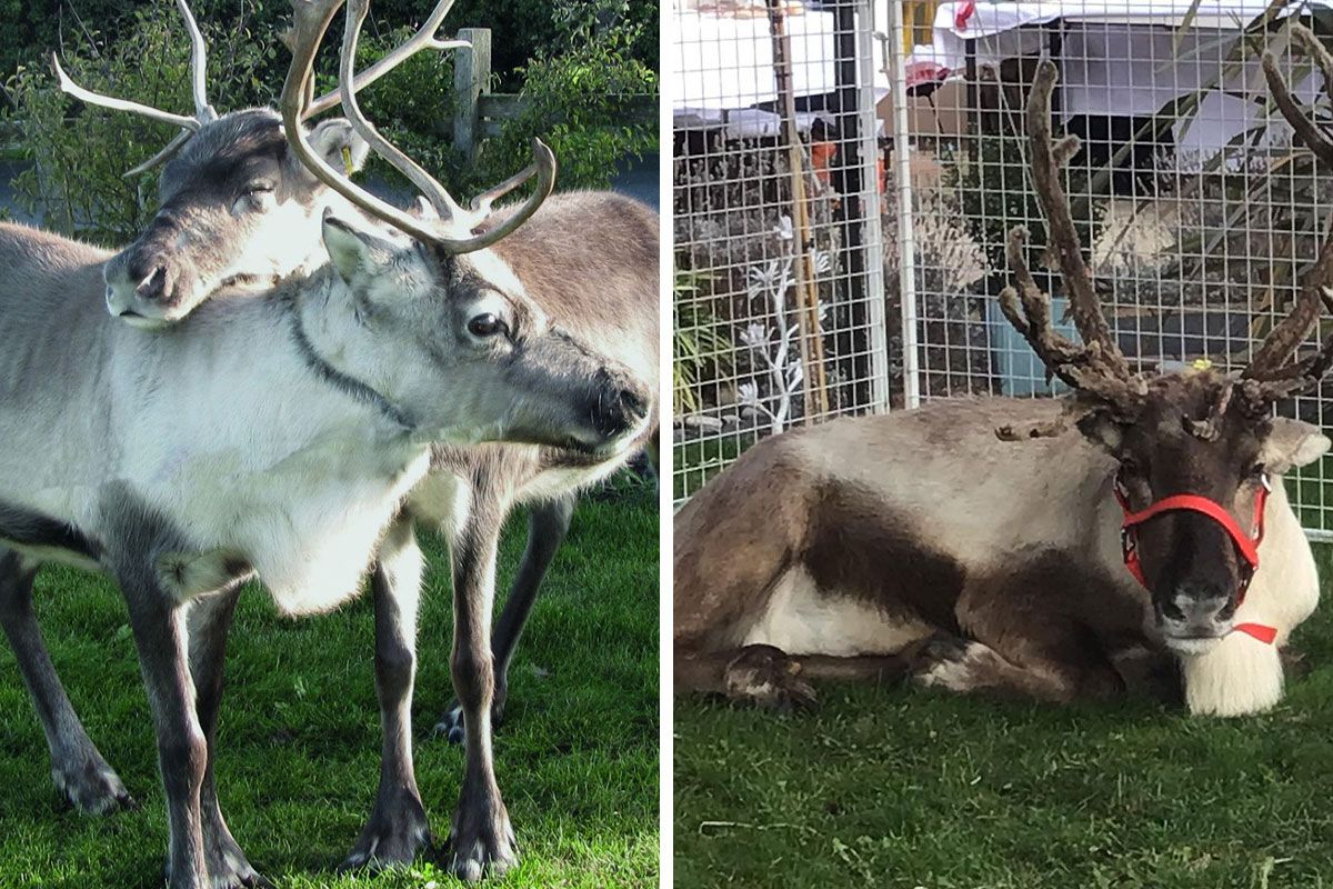 Two Escaped Reindeer Fleeing Santa's Grotto Attraction in Suffolk Recaptured After Blocking A-Road
