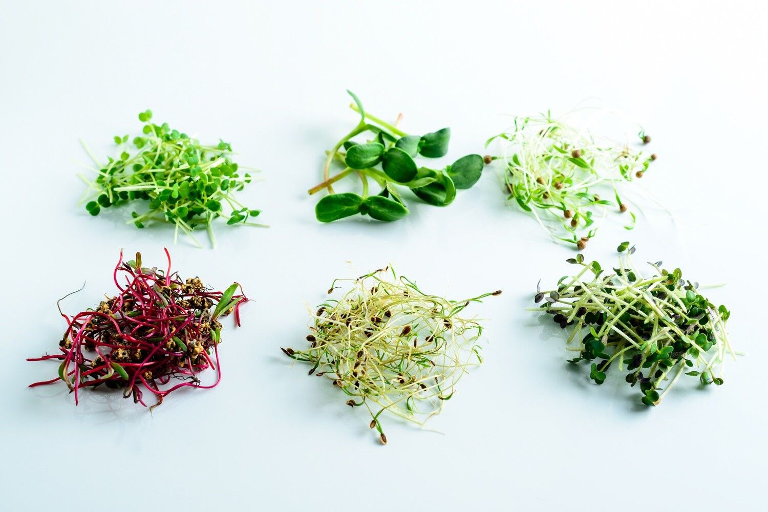 Sprouts and Microgreens: Tiny Powerhouses for Adding Flavor and Nutrition