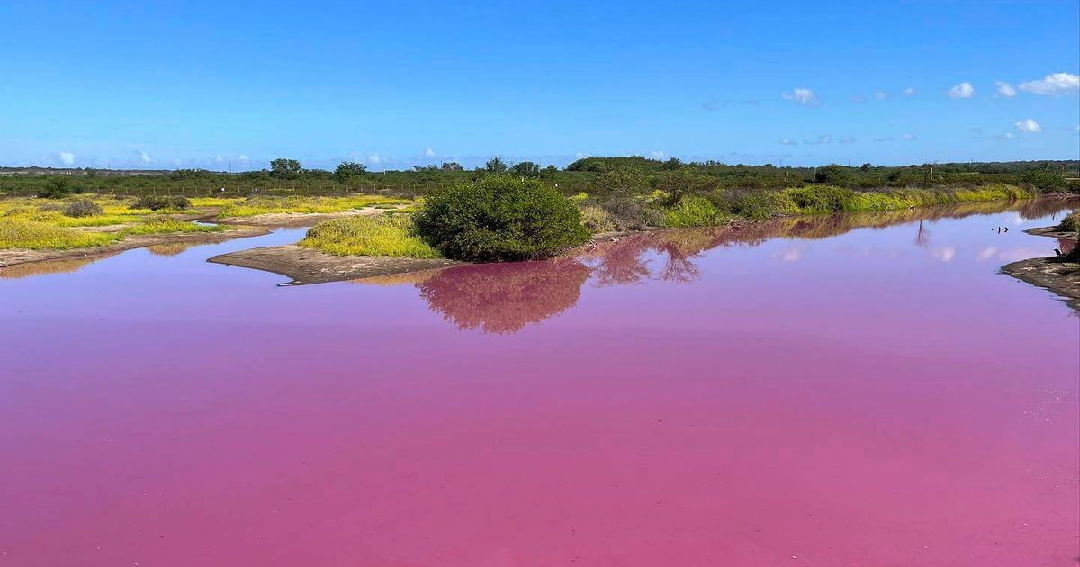 Astonishing Discovery: A Pond in Hawaii Turns Pink Like Barbie!
