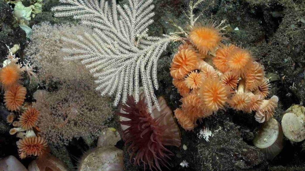 Journey to the Depths: Ancient Coral Reefs Unveil Secrets of the Hidden Ocean World