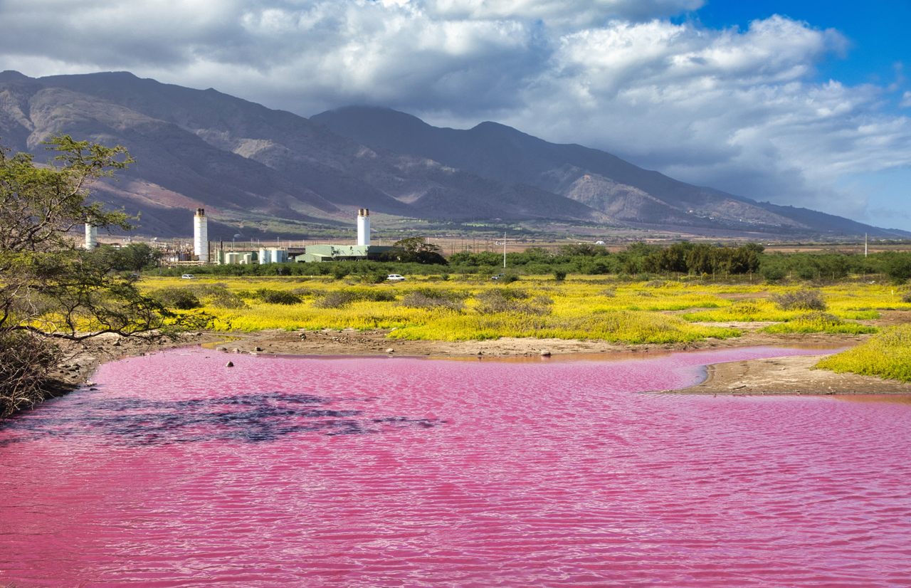 From Blue to Pink: Discover Why a Hawaiian Pond Changed Colors Overnight!
