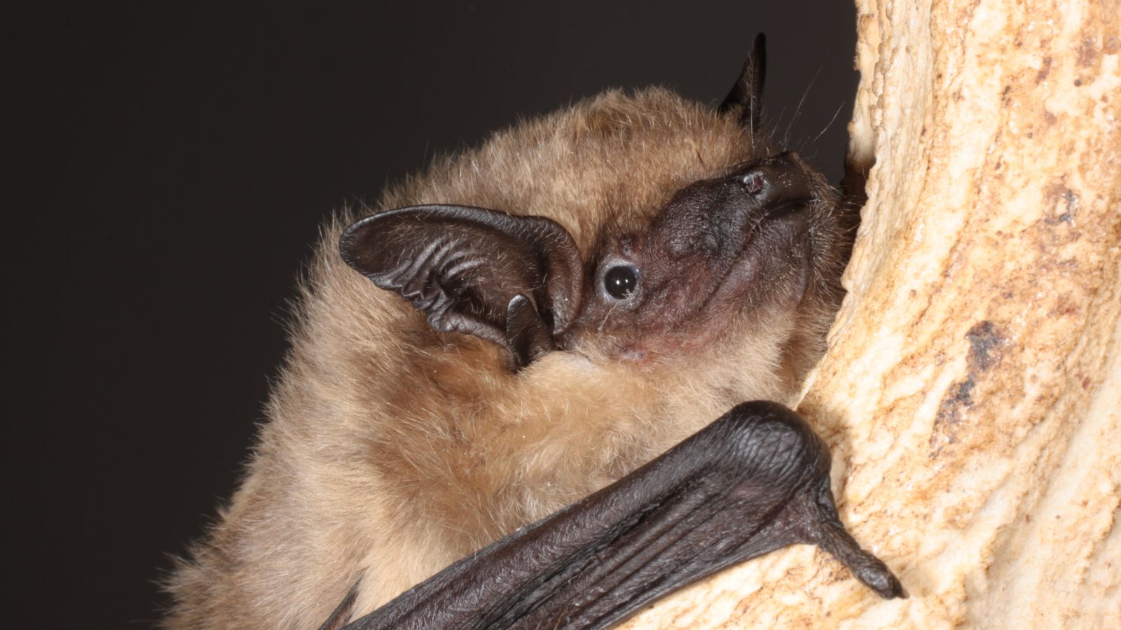 Bats Uniquely use Penises During Reproduction