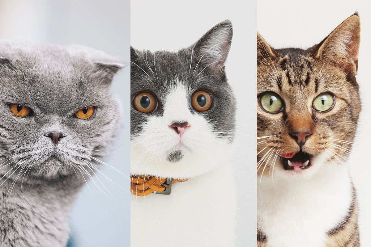 The Ultimate Cat Face Guide: The Surprising 300 Expressions of Cat Communication!