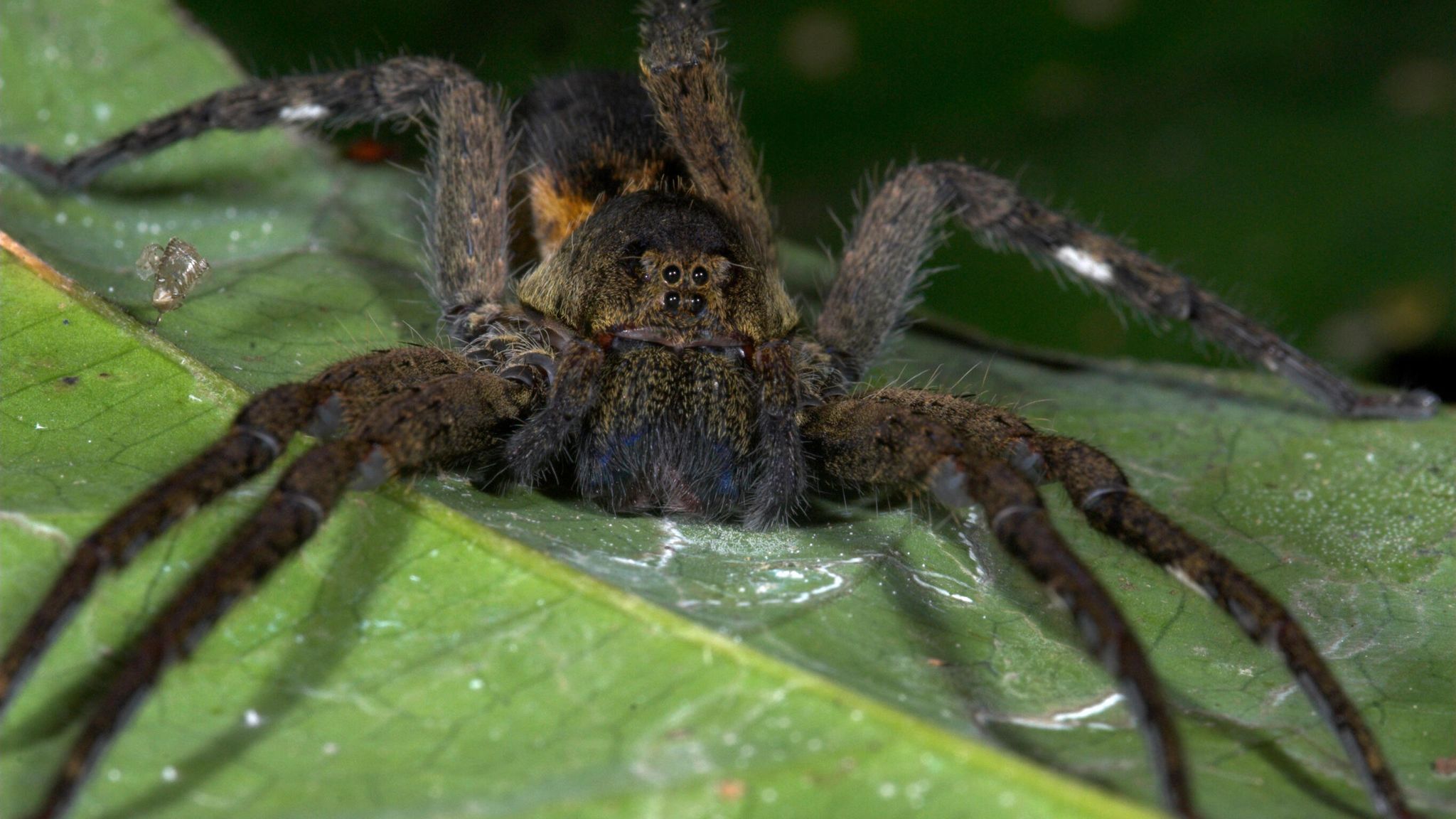 Spider Lays Eggs in Man's Toe During Cruise Vacation
