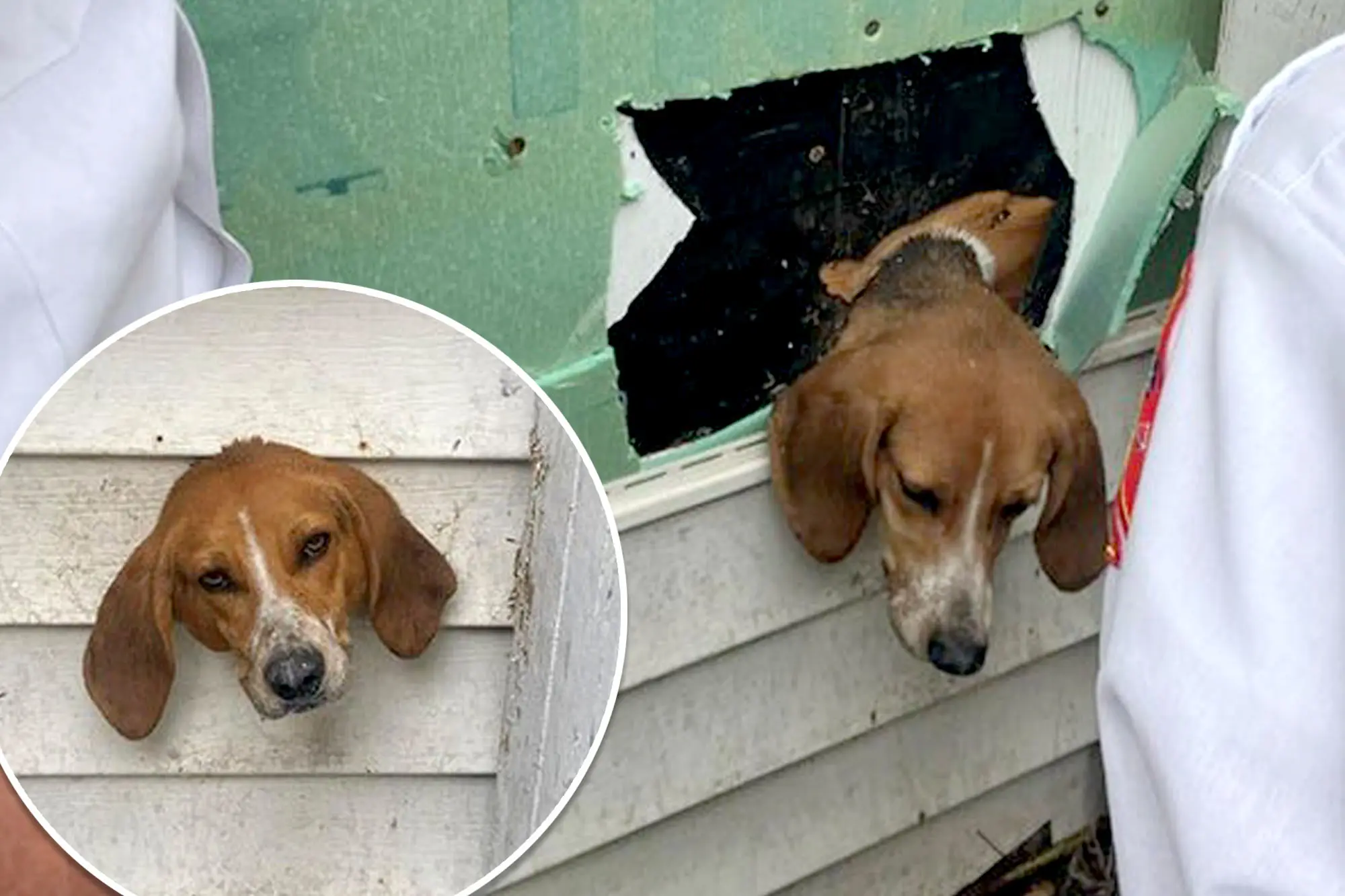 Man's Best Friend Saved from Sticky Situation in South Carolina
