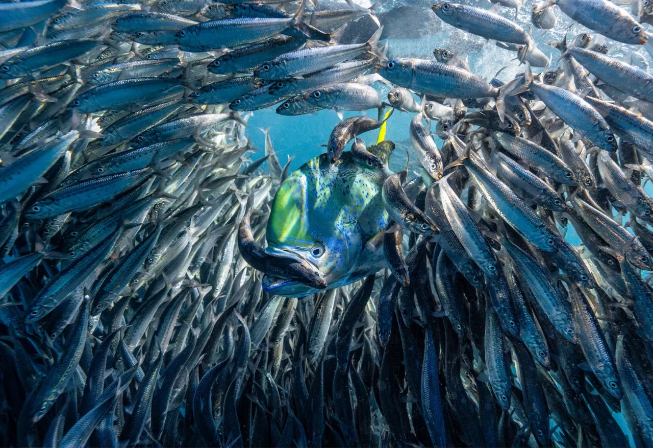 Winners of the Underwater Photographer of the Year 2024
